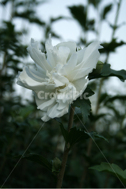 무궁화,식물,flower,plants,nature,꽃,꽃봉오리,식물,자연,plants,nature,꽃,flower