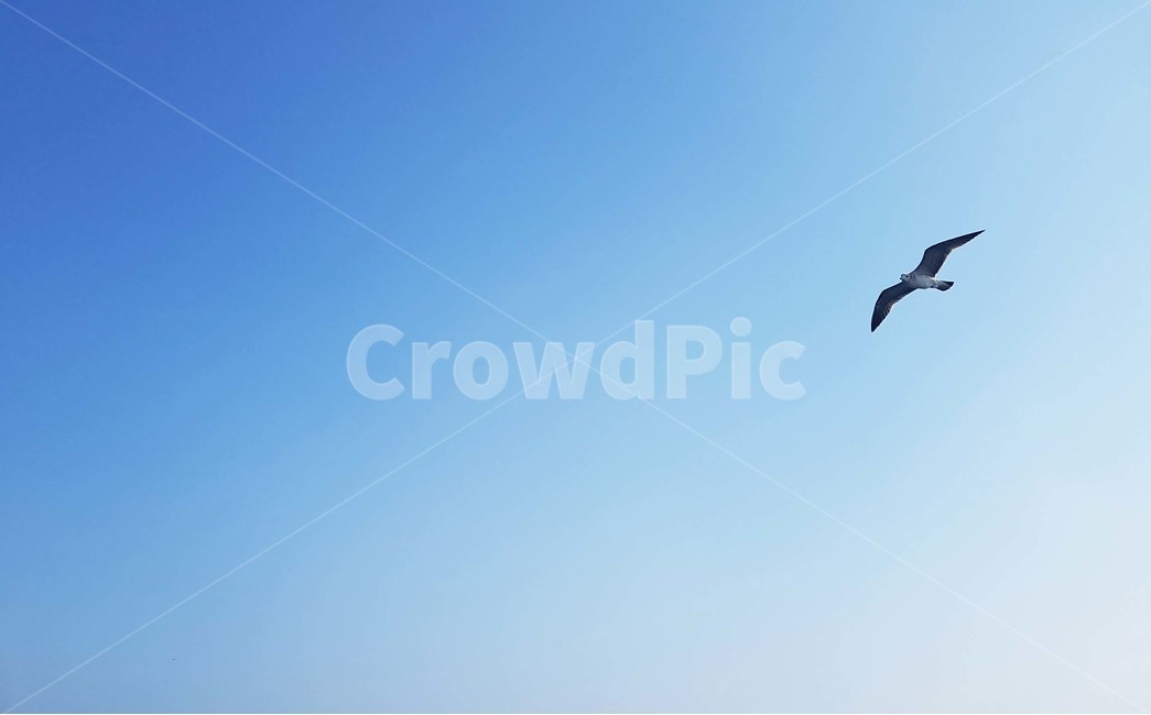 하늘,갈매기,새,무리,동물,날개,자연,풍경,동물,animal,조류,새,birds