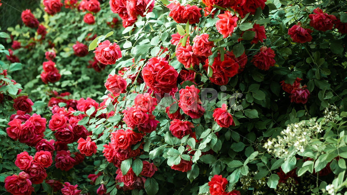 장미,장미꽃,rose,꽃,flower