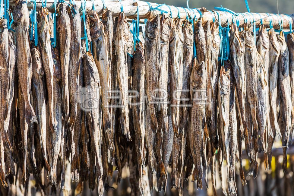 말린거,황태덕장,겨울바람,말린,명태,황태,덕장,강원도,추운,날씨,겨울,바람,말리는,건어물,황태포,황태포무침,황태국,황태찜,황태불고기,황태채,고단백,단백질,겨울식품,식품,대구과,생선,물고기,북태평양,야외,따뜻한,햇살,driedpollack,alaskapollock,walleyepollock,theragrachalcogramma,gaduschalcogrammus,winterwind,winter,wind,gangwondo,deokjang,cold,dried,driedfish,pollack,highprotein,protein,winterfood,food,gadidae,fish,northpacific,outdoor,weather,warm,sunlight