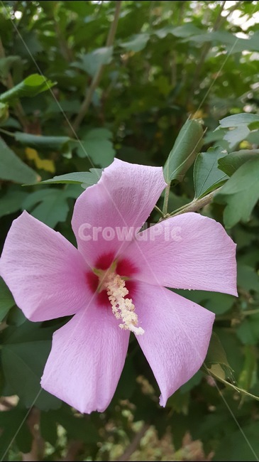 무궁화,나라꽃,꽃,분홍색,풀,자연,식물,꽃나무,식물,자연,plants,nature,꽃,flower