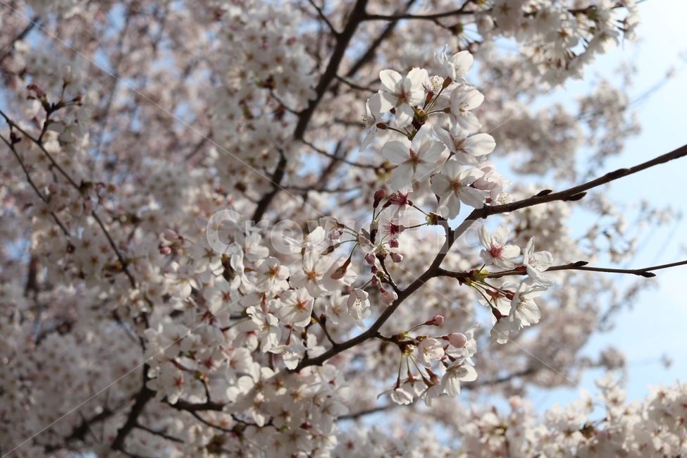 벚꽃,봄,경화역,진해군항제,로망스다리,봄나들이,꿀벌,꽃과벌,꽃,꽃봉오리,만개
