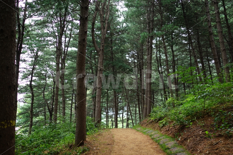나무,공원,산책로,숲속,산속,식물,자연,풍경,nature,tree,forest,여름,summer,녹색,그린,green,color,landscape,계절,season,자연,풍경,nature,landscape,path,통로