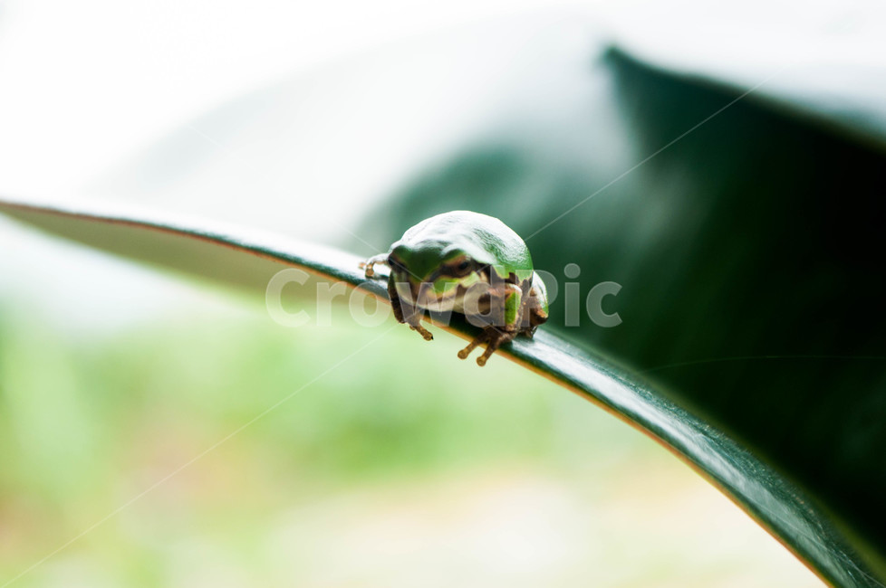 개구리,frog,비상,이륙준비,점프,자연,동물,animal