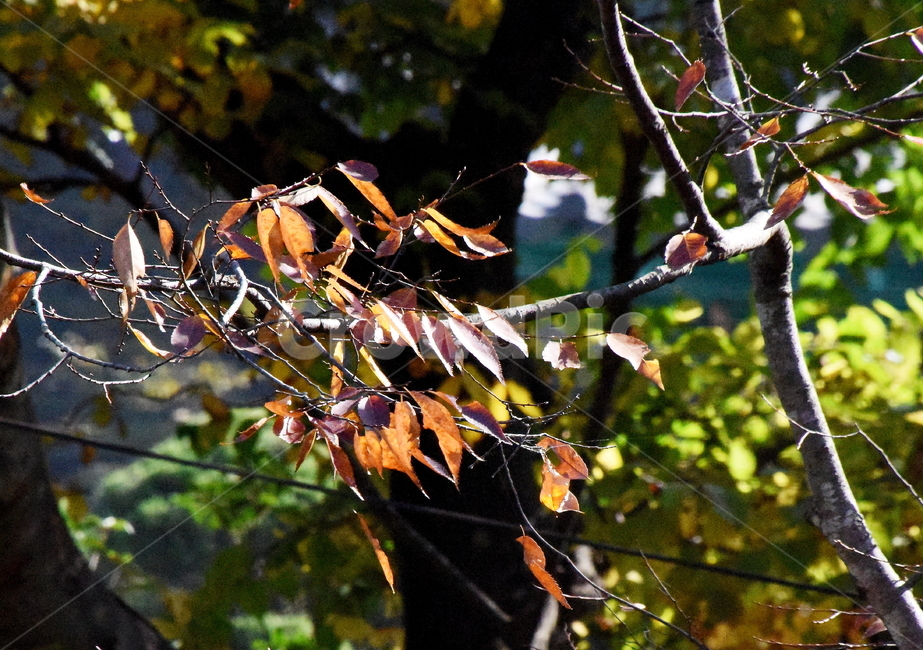 가을,단풍,경치,낙엽,색갈,조화,아름다움,힐링,가을,계절,fall,autumn,season,식물,자연,plants,nature,leaf,잎,plant,tree,나무