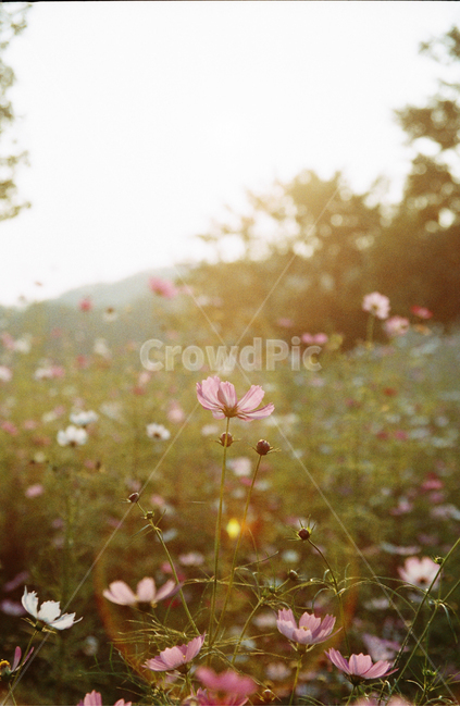 flower,꽃,식물,가을,코스모스,노을,빛,가을,계절,fall,autumn,season,식물,자연,plants,nature,꽃,flower,geranium,제라늄,blossom,plant,petal,꽃잎