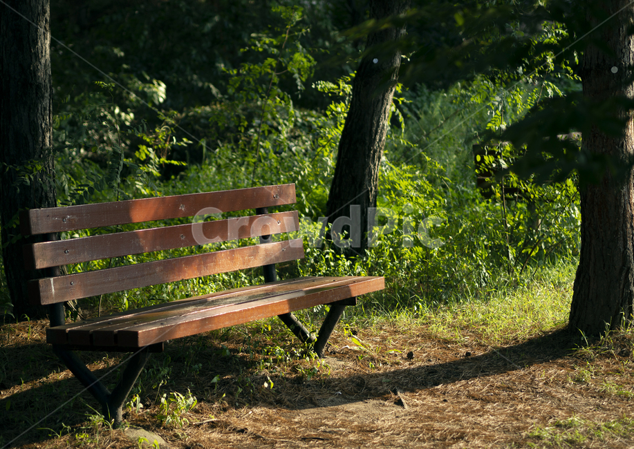 의자,풍경,자연,풀,빛,tree,nature,grass,light,자연,풍경,nature,landscape,bench,벤치
