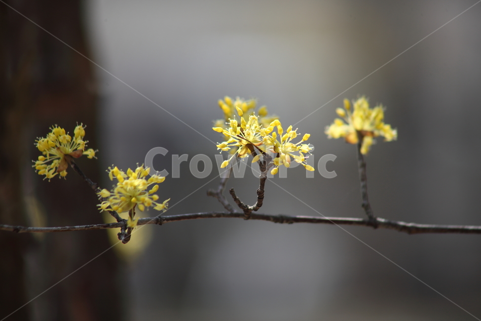 꽃,식물,봄,산수유,japanesecorneliancherry,봄,계절,spring,season,식물,자연,plants,nature,꽃,flower,plant