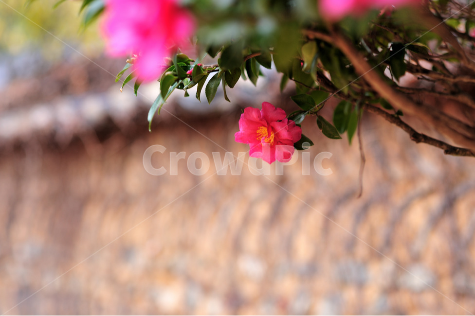 동백꽃,돌담,겨울,나무,비,식물,자연,plants,nature,꽃,flower