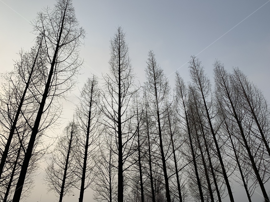 나무,자연,tree,sky,nature,winter,spring