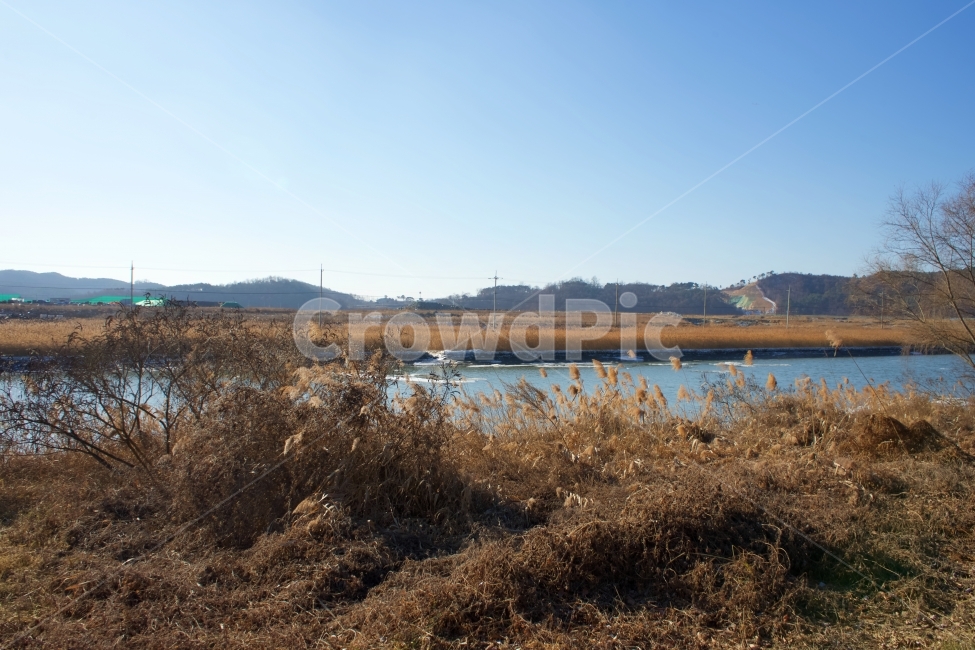 풍경,갈대,강,하늘,갈색,겨울,계절,winter,season,자연,풍경,nature,landscape,한국자연풍경,한국자연경관,korea nature landscape,grass,잔디,plant,식물,outdoors,옥외,land,땅,water,물