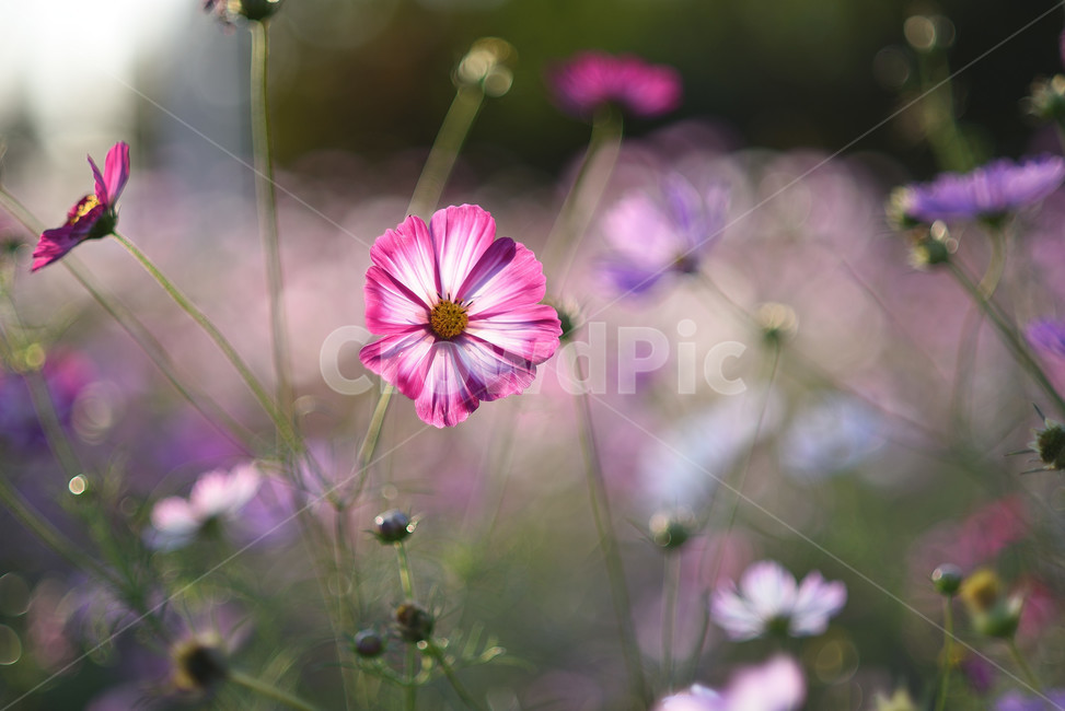 코스모스,식물,풍경,꽃,야생화,가을꽃,flower,가을,가을,계절,fall,autumn,season,식물,자연,plants,nature,꽃,flower,geranium,제라늄,plant,blossom
