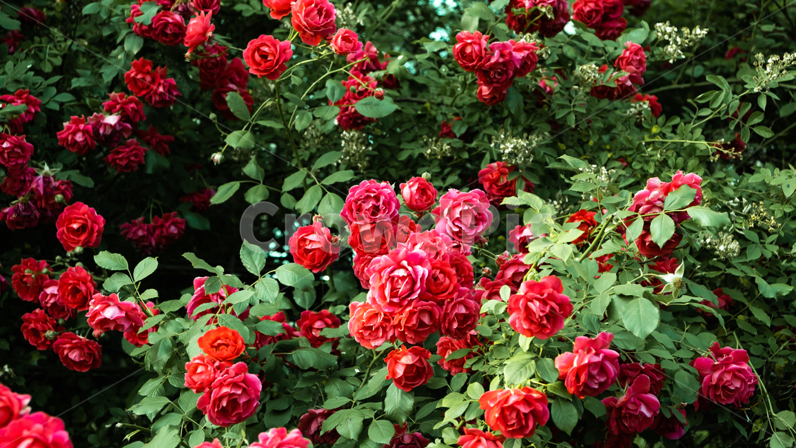 장미,장미꽃,rose,꽃,flower