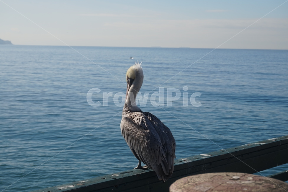 animal,동물,bird,새,야생,동물,animal,조류,새,birds