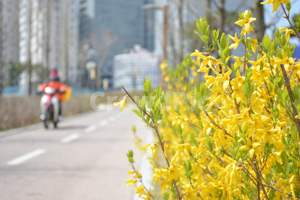 plant,식물,개나리,꽃,flower