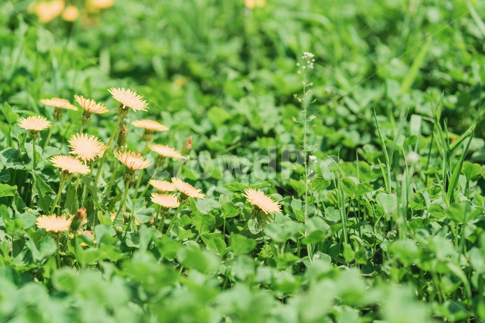 plant,식물,pottedplant,화분,jar,식물,자연,plants,nature