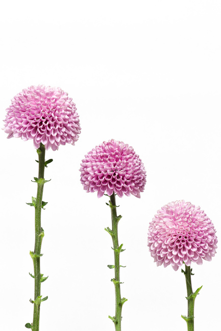 plant,식물,dahlia,달리아,flower,꽃,blossom,꽃,flower