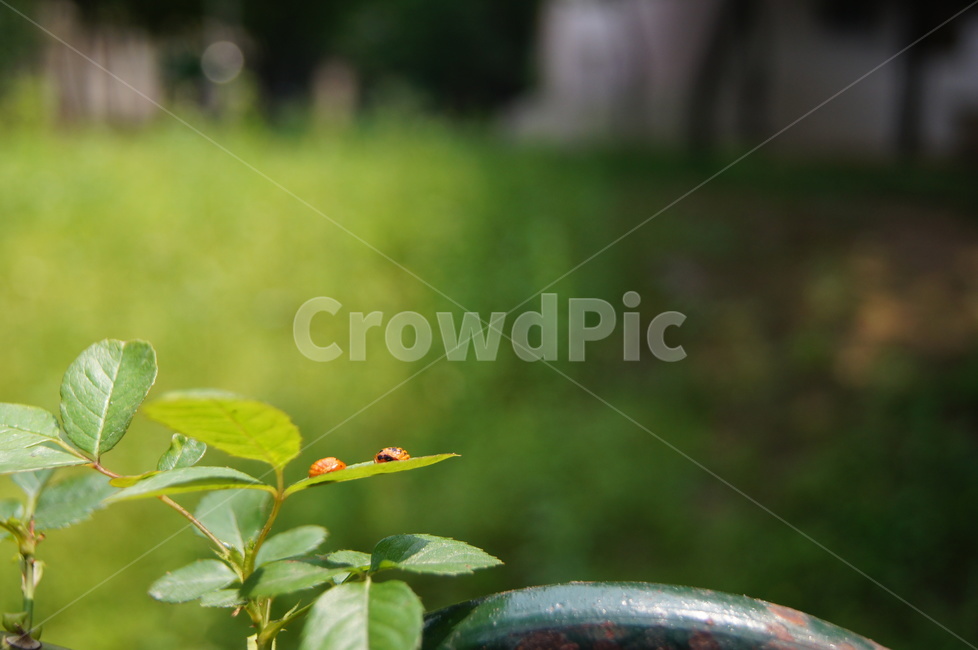 봄,싱그러움,녹색,새싹,밝음,평화로움,편안,식물,자연,plants,nature,동물,animal,곤충,벌레,insect,bug