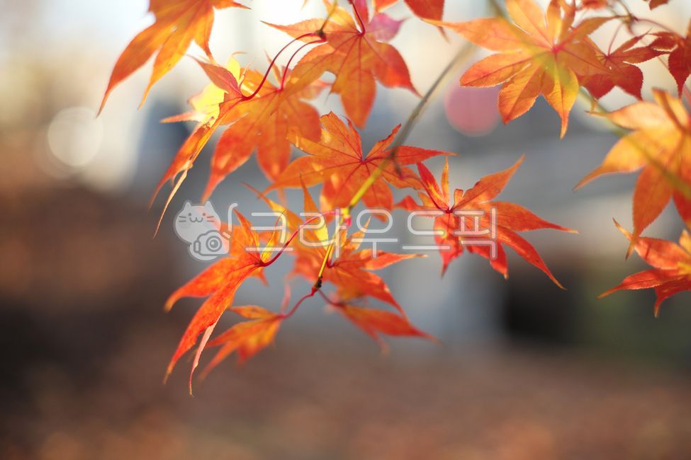 leaf, 잎, tree, 나무, maple, 사진,이미지,일러스트,캘리그라피 - 불루아이즈작가