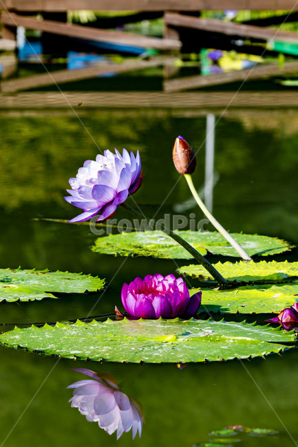 수련,에이트런스,청순,반영,연못,습지,연꽃,연,꽃,flower,식물,감성,식물,자연,plants,nature