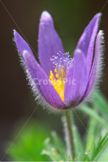 할미꽃,보라색,purple,꽃,flower,봄,spring,노란꽃술,pasqueflower,4월,april,들꽃,wildflower,식물,자연,plants,nature,꽃,flower