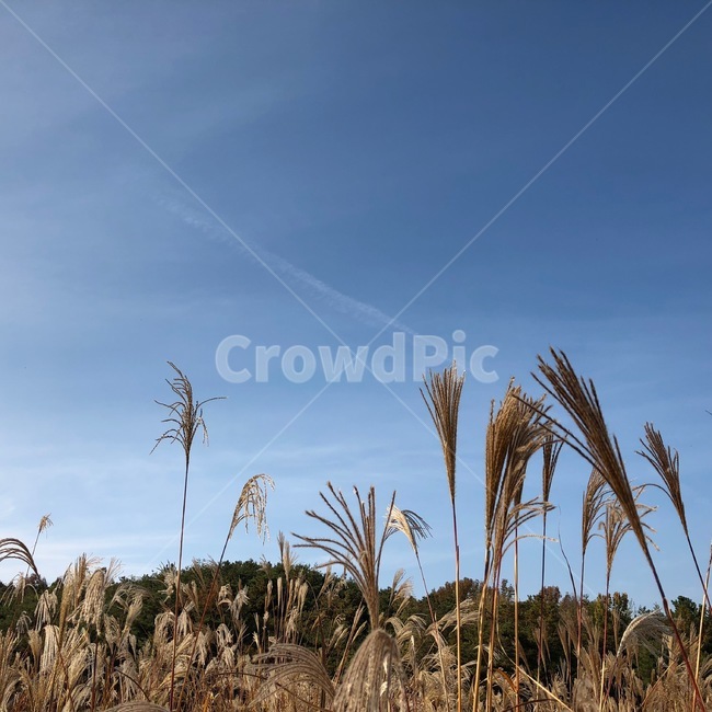 갈대,갈대밭,하늘,산,등산,어등산,가을,계절,fall,autumn,season,자연,풍경,nature,landscape,grass,잔디,plant,식물