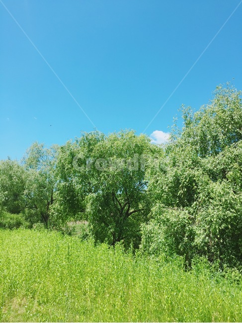 옥외,outdoors,목초지,grassland,식물,plant,자연,nature,들,field,초목,vegetation