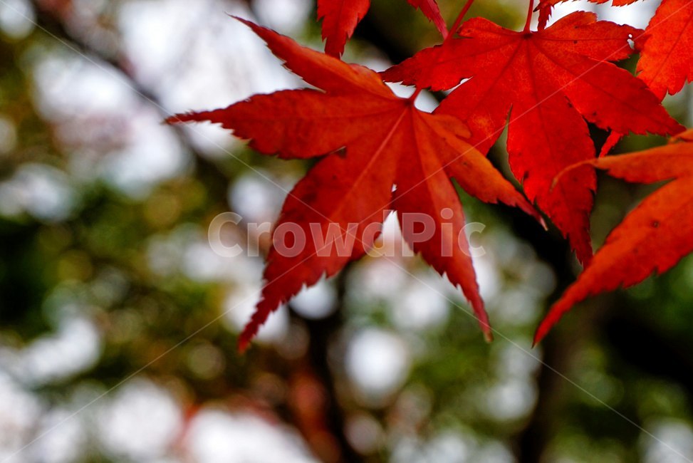 단풍잎,mapleleaf,빨강,red,식물,plant,가을,계절,fall,autumn,season