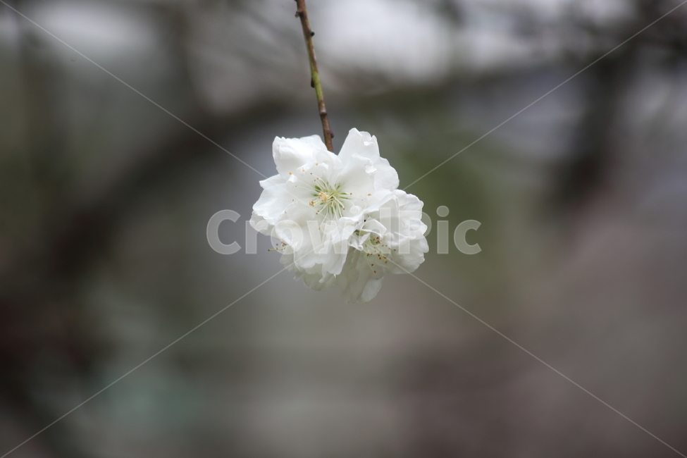옥매,매화,봄,옥매화,prunusglandulosa