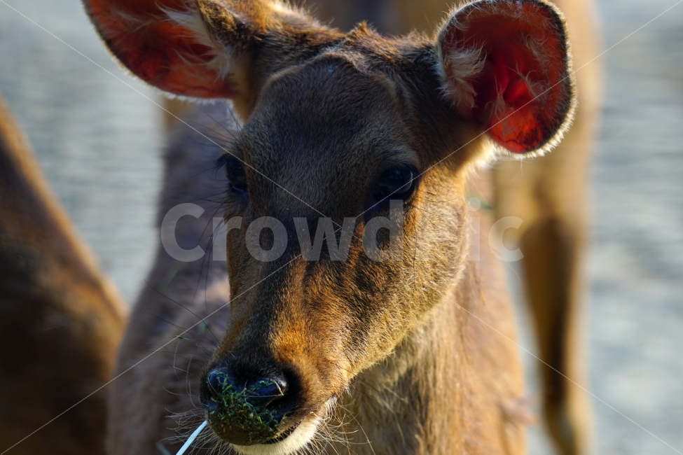 사슴,동물,포유류,짐승,animal,deer,초식동물,자연,nature,생명,귀여운,귀엽다,귀엽게,표정,움직임,동물원,동물,animal,포유류,mammal