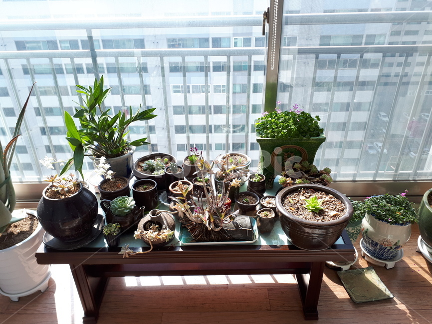 plant,식물,pottery,도기류,vase,jar,항아리,pottedplant,flower,geranium,제라늄,blossom,꽃,화분
