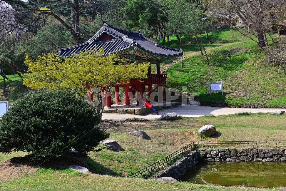 nature,자연,landscape,경치,outdoors,옥외,scenery,풍경,고창,고창읍성,모양성,고창읍성봄,봄,계절,벚꽃,벚나무,꽃