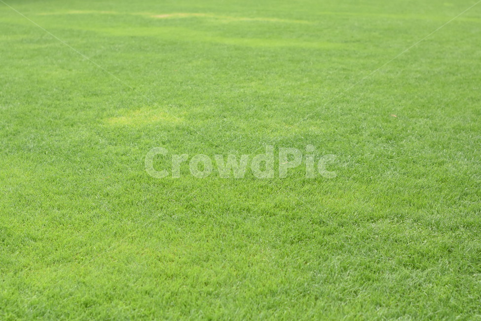 grass,녹색,잔디,그린,green,잔디밭