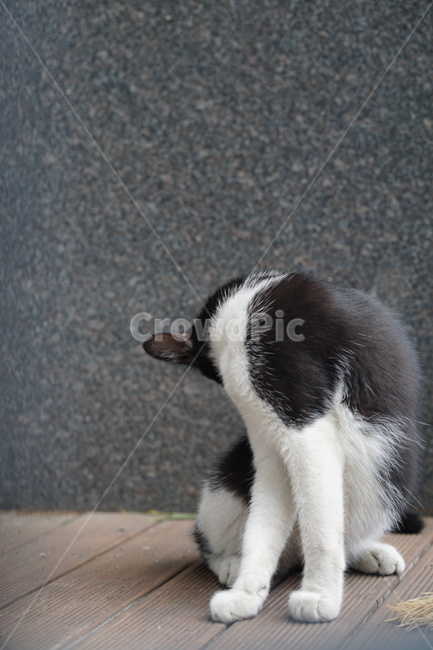 고양이,얼룩이,동물,포유류,펫,애완동물,눈동자,산책,길거리,동물,animal,포유류,mammal,고양이,cat,kitten,kitty