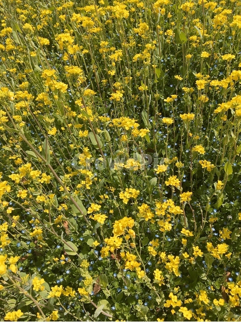 봄,꽃,벚꽃,유채꽃,나들이,봄날씨,맑은날,spring,봄,계절,spring,season,plant,식물,field,들,grassland,목초지,outdoors,옥외,nature,자연