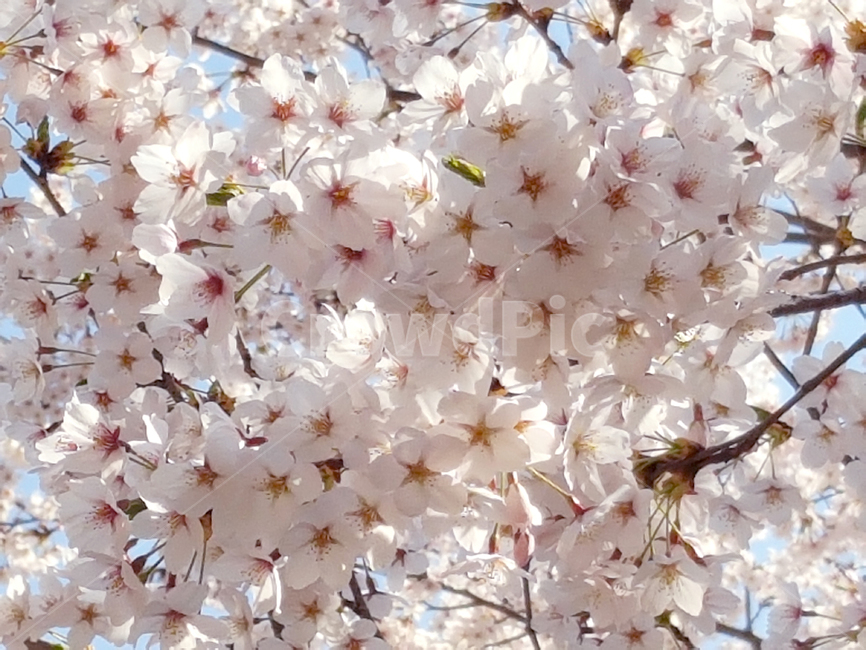 벚꽃,봄,꽃,식물,cherryblossoms,꽃배경,예쁜꽃,봄,계절,spring,season,식물,자연,plants,nature,꽃,flower,나무,trees,wood,plant,blossom