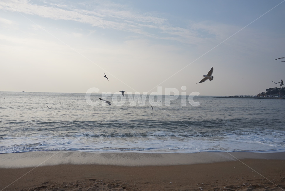 바다,풍경,해변,갈매기,겨울,휴가,아름다운,해,하늘,구름,새,해변,바다,beach,sea