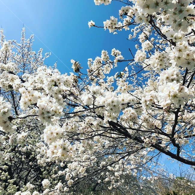 식물,벚꽃,하늘,자연,봄,봄,계절,spring,season,식물,자연,plants,nature,꽃,flower,plant,blossom,cherry blossom