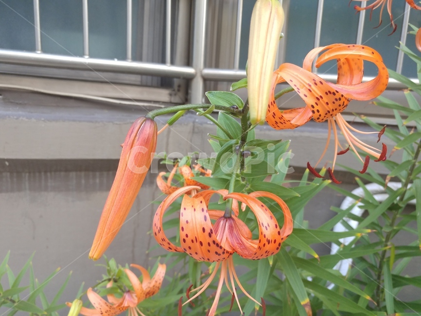 참나리,나리,lily,백합,나리꽃,lilium,알나리,식물