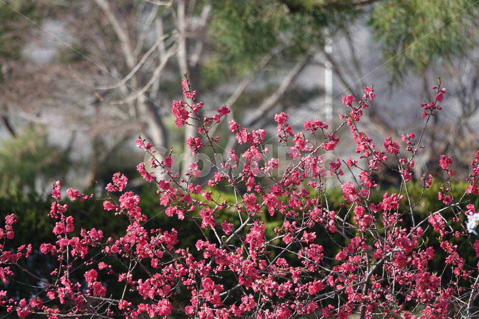 plant,식물,flower,blossom,꽃,식물,자연,plants,nature,꽃,flower