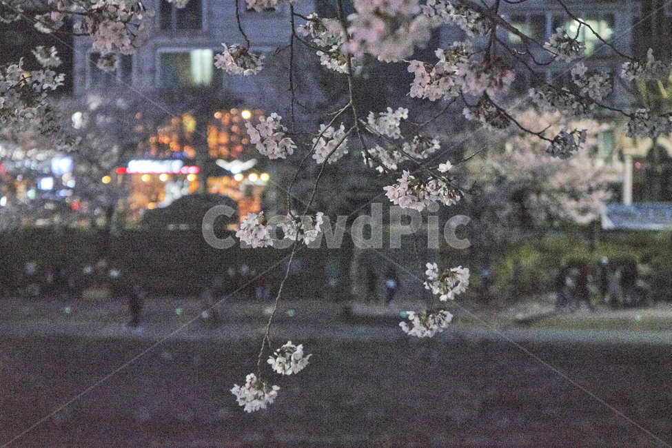 벚꽃,밤벚꽃,벚꽃놀이,봄꽃,꽃,꽃놀이