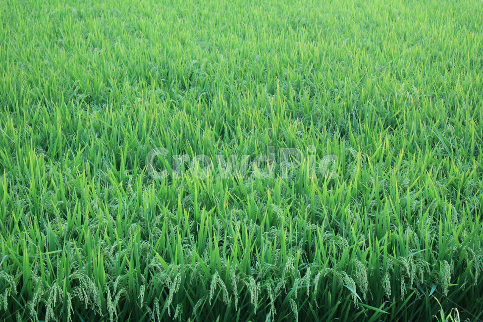 잔디,plant,식물,vegetation,grass,들