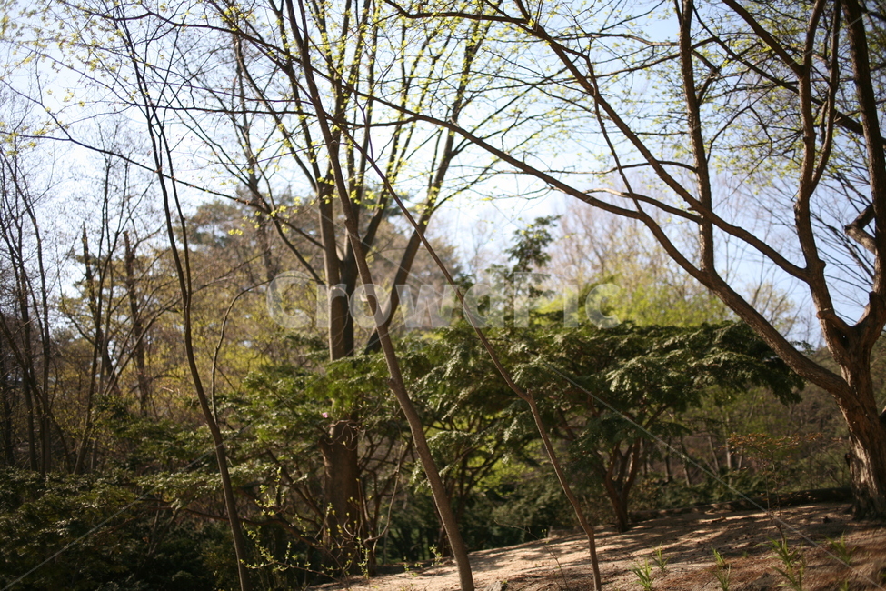 풍경,산,나무,tree,식물