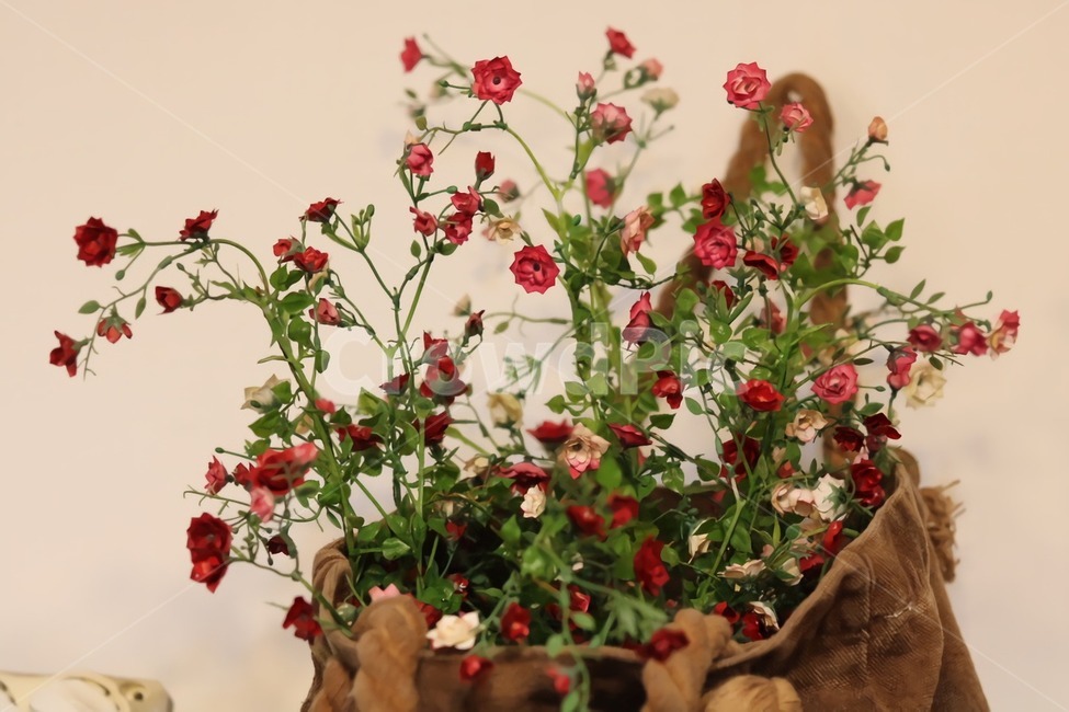 꽃,flowers,소품,가방,화분,아름다움,꽃,flower,실내용화초,화분,화초,house plant