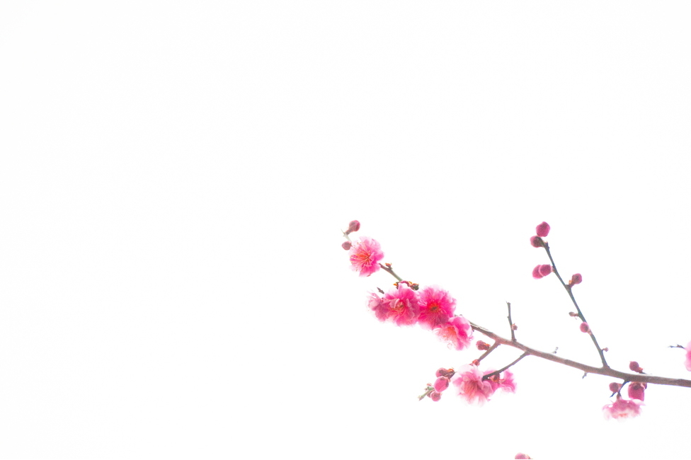 홍매화,봄,꽃,화목,회춘,매화,봄,계절,spring,season,식물,자연,plants,nature,꽃,flower,plant,blossom