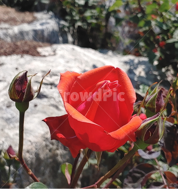 장미,봄꽃,식물,빨간장미,꽃,식물,자연,plants,nature,꽃,flower