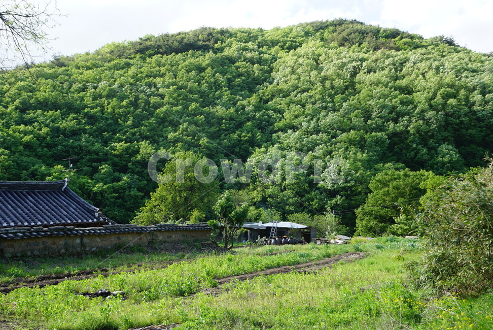 자연,nature,풍경,나무,푸르름
