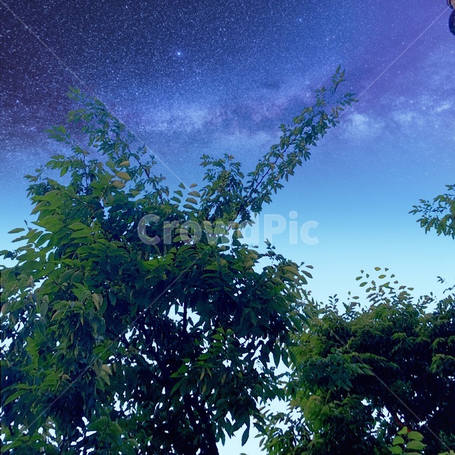 나무,tree,여름밤,여름,저녘,하늘,파랑,sky,시원한