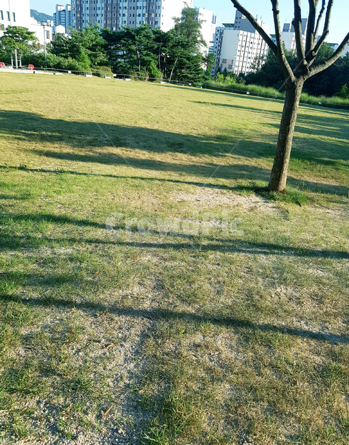 나무,공원,잔디밭,잔디,나뭇가지,초록색,그림자,green