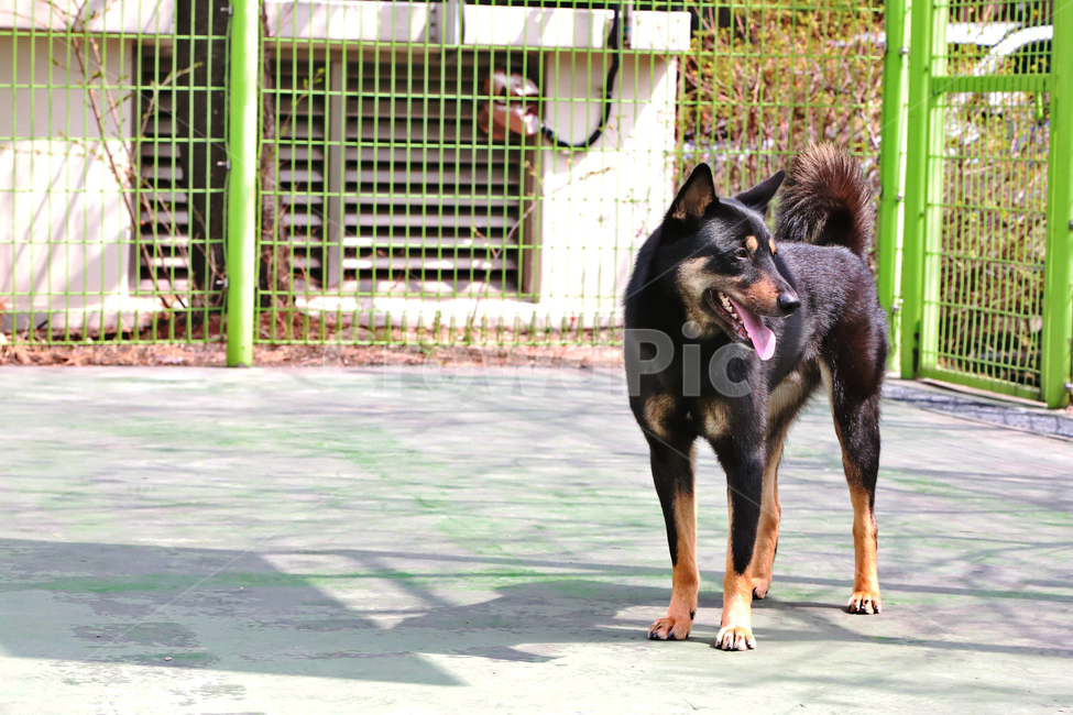반려견,강아지,진도개,블랙탄,네눈박이,동물,animal,포유류,mammal,개,강아지,dog,doggy